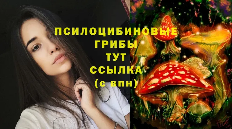 купить   Бокситогорск  Псилоцибиновые грибы Psilocybe 